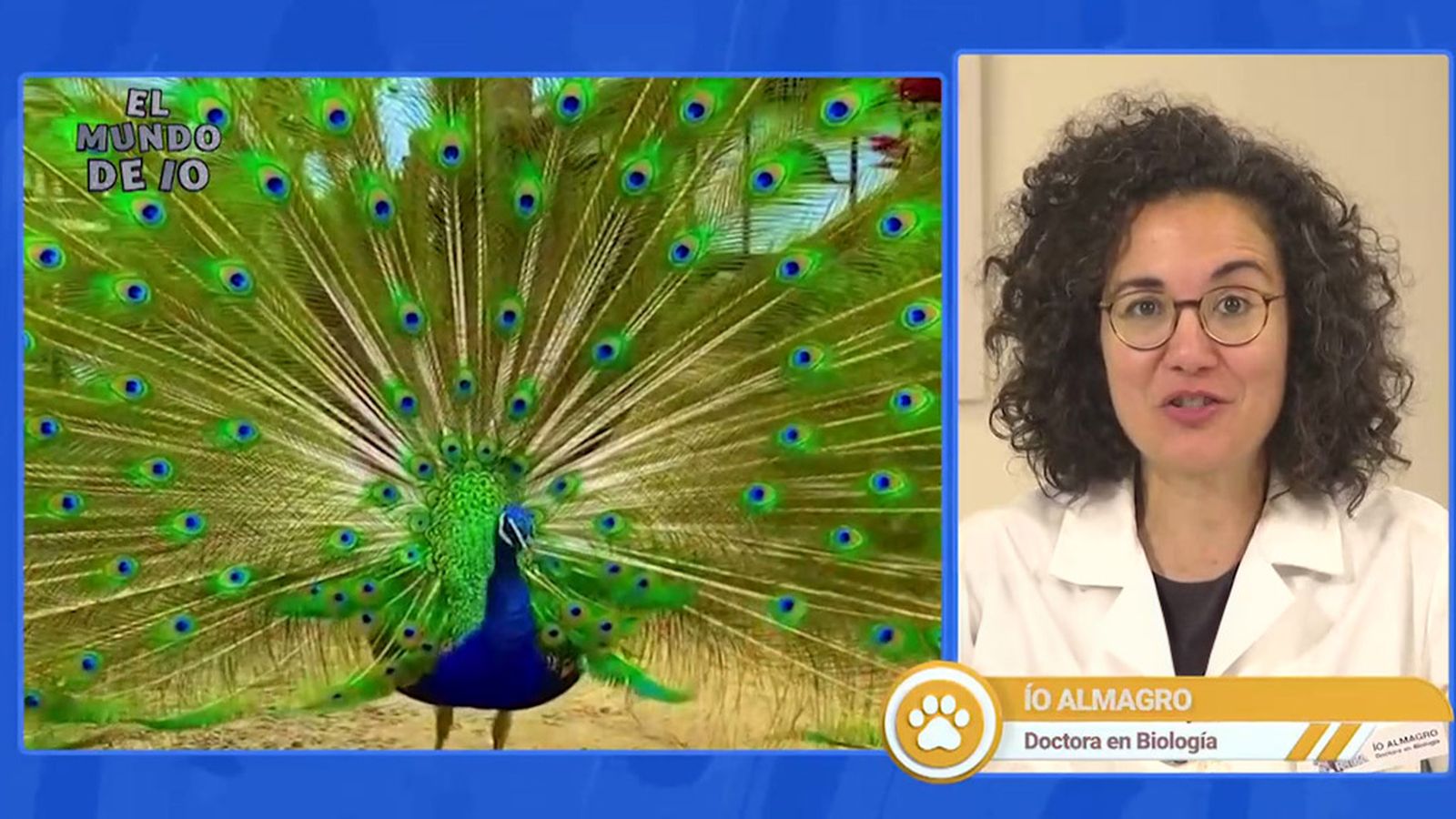 Ío nos cuenta los secretos de la cola del pavo real