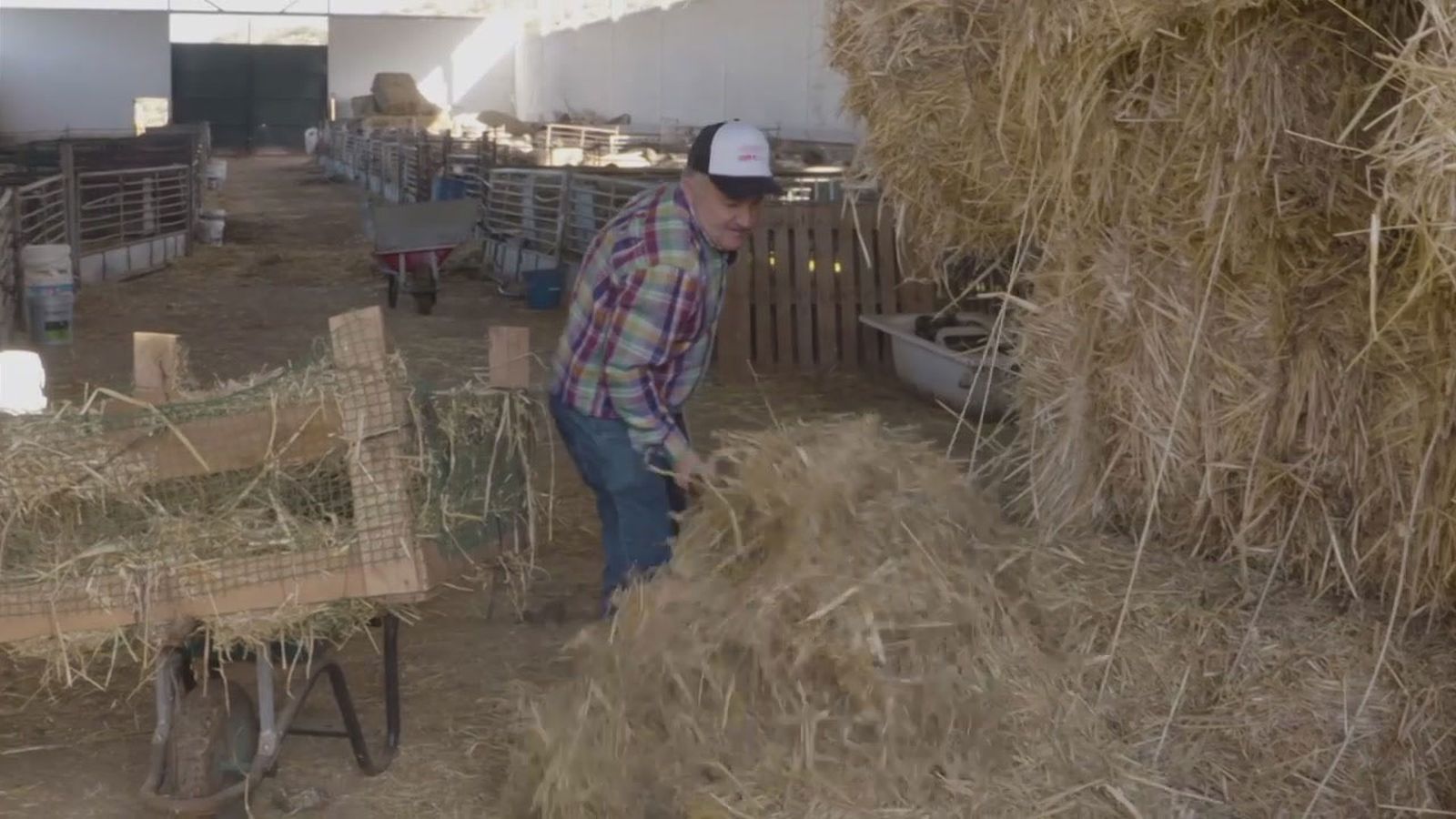 Juan Antonio, un ganadero que dejó sus estudios de veterinaria para seguir el proyecto de su abuelo