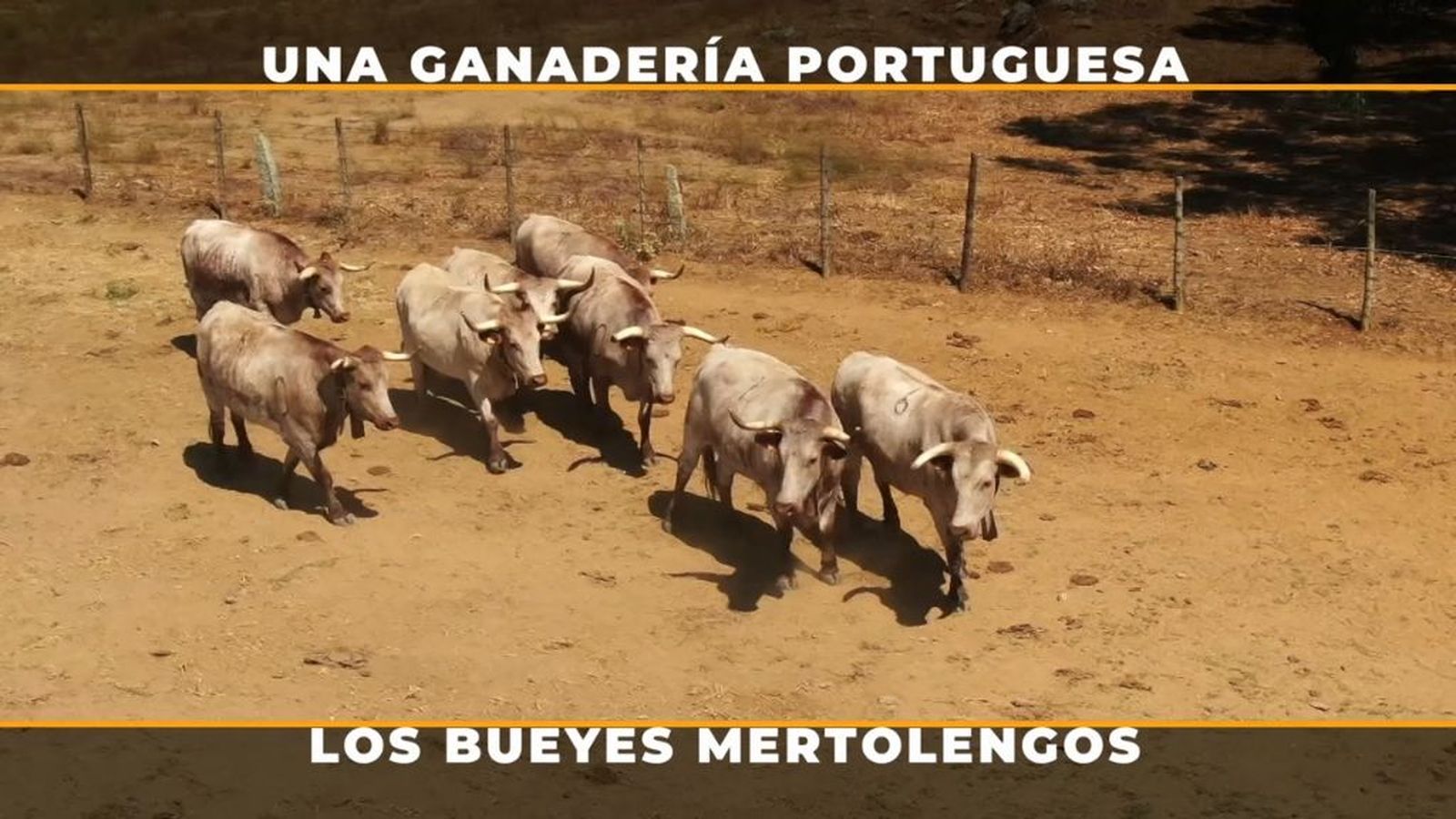 Curiosidades del ganado bravo portugués: los bueyes mertolengos