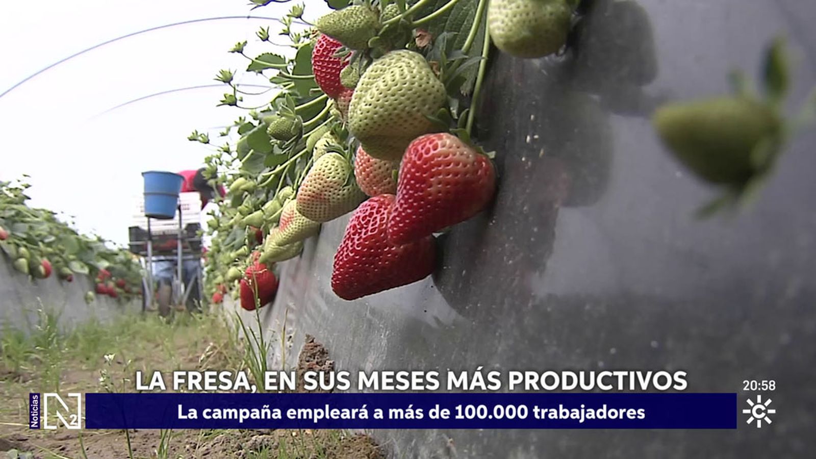 fresas de Huelva