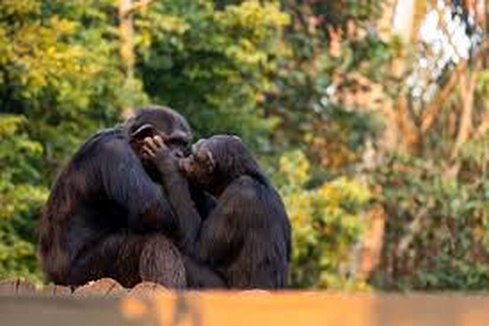 beso