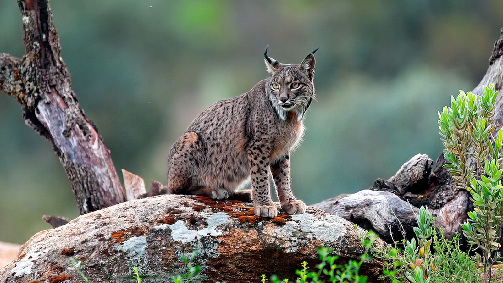 Sierra Morena se afianza como territorio de linces