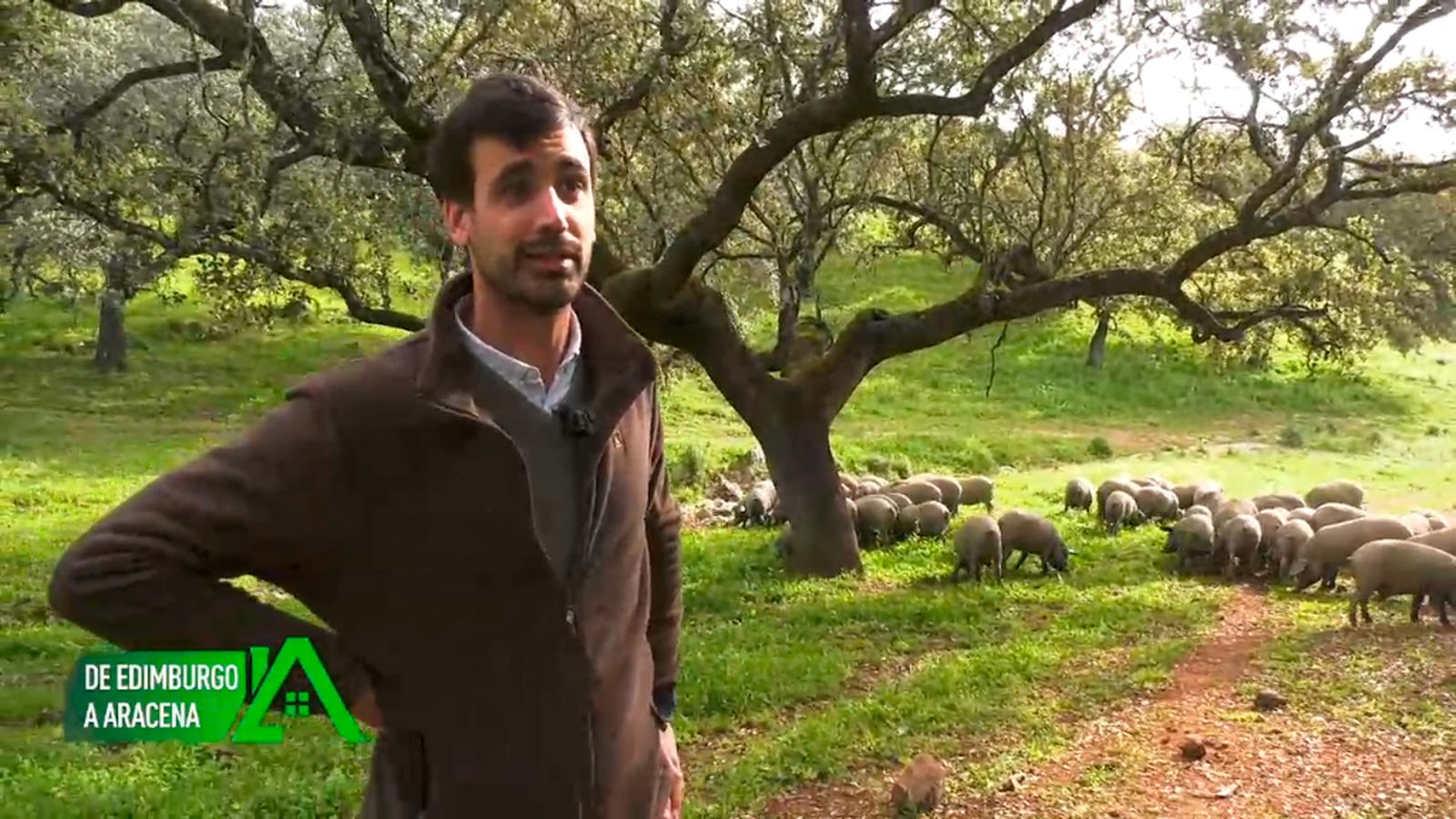 Regenta una ganadería bovina para carne y de cerdos ibéricos en la Sierra de Aracena