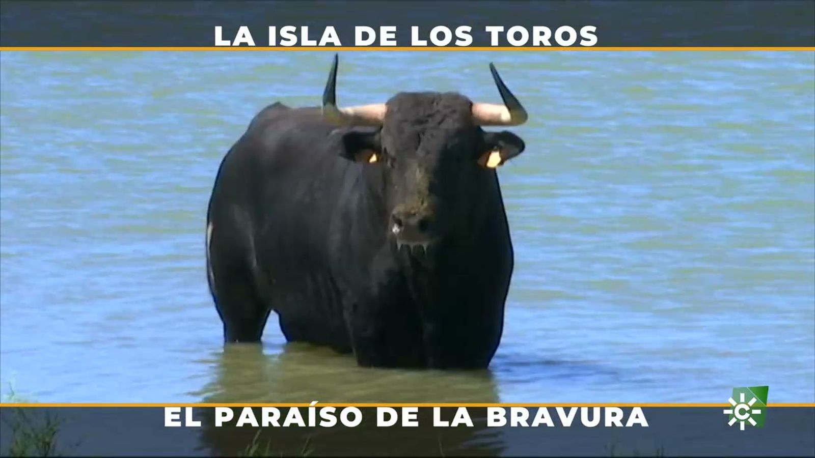 Los toros de Gavira entrenan en una isla balneario de Cádiz