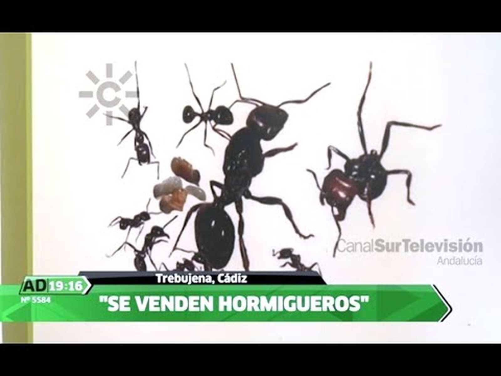 Las hormigas de Trebujena y la venta de hormigueros
