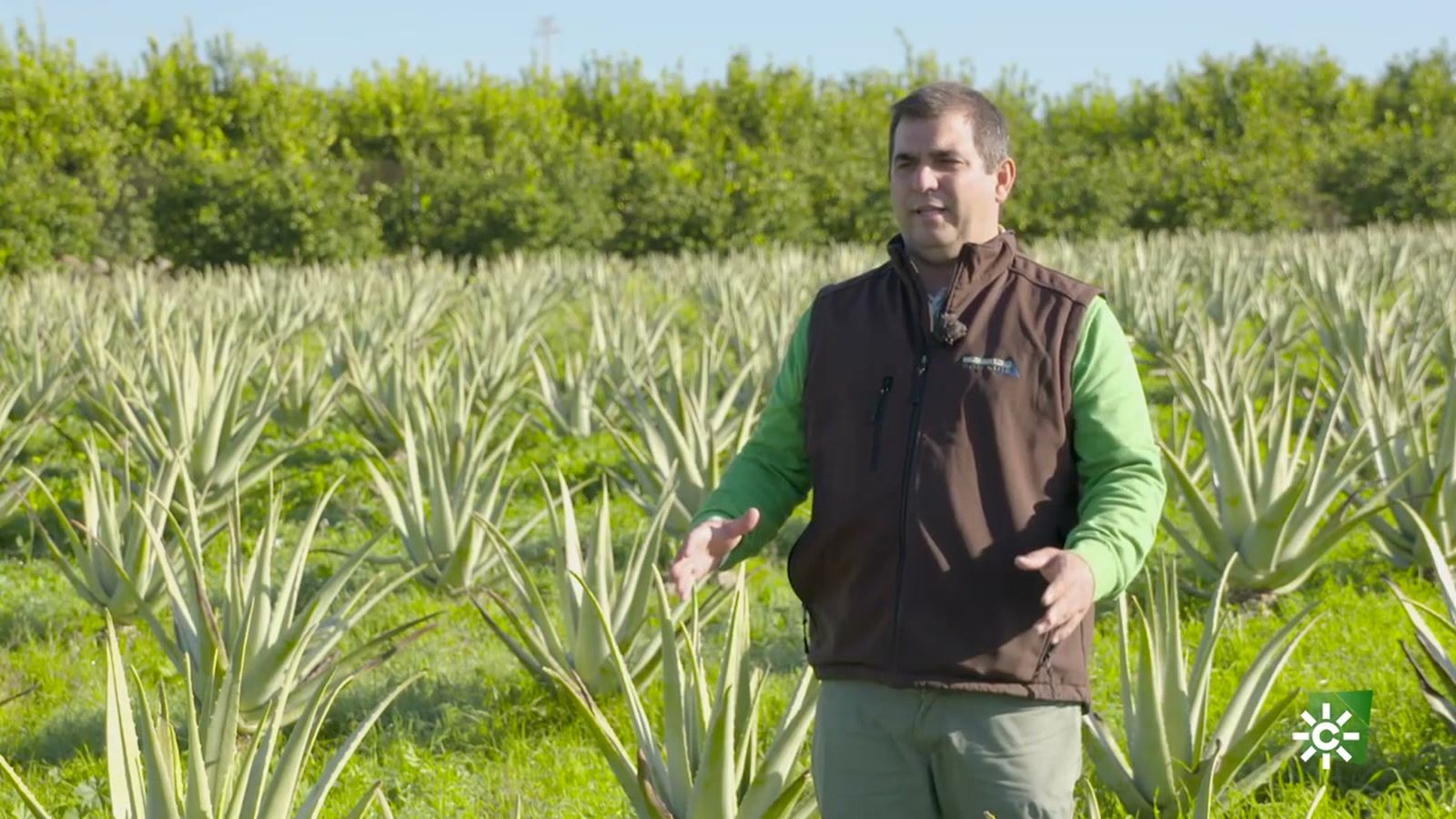 Alfredo Vargas aporta innovación a la explotación familiar de aloe vera, hortalizas y cítricos