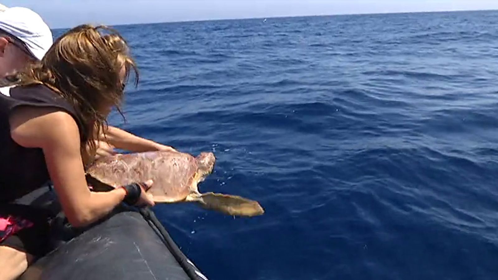 Tortuga Kika Almería