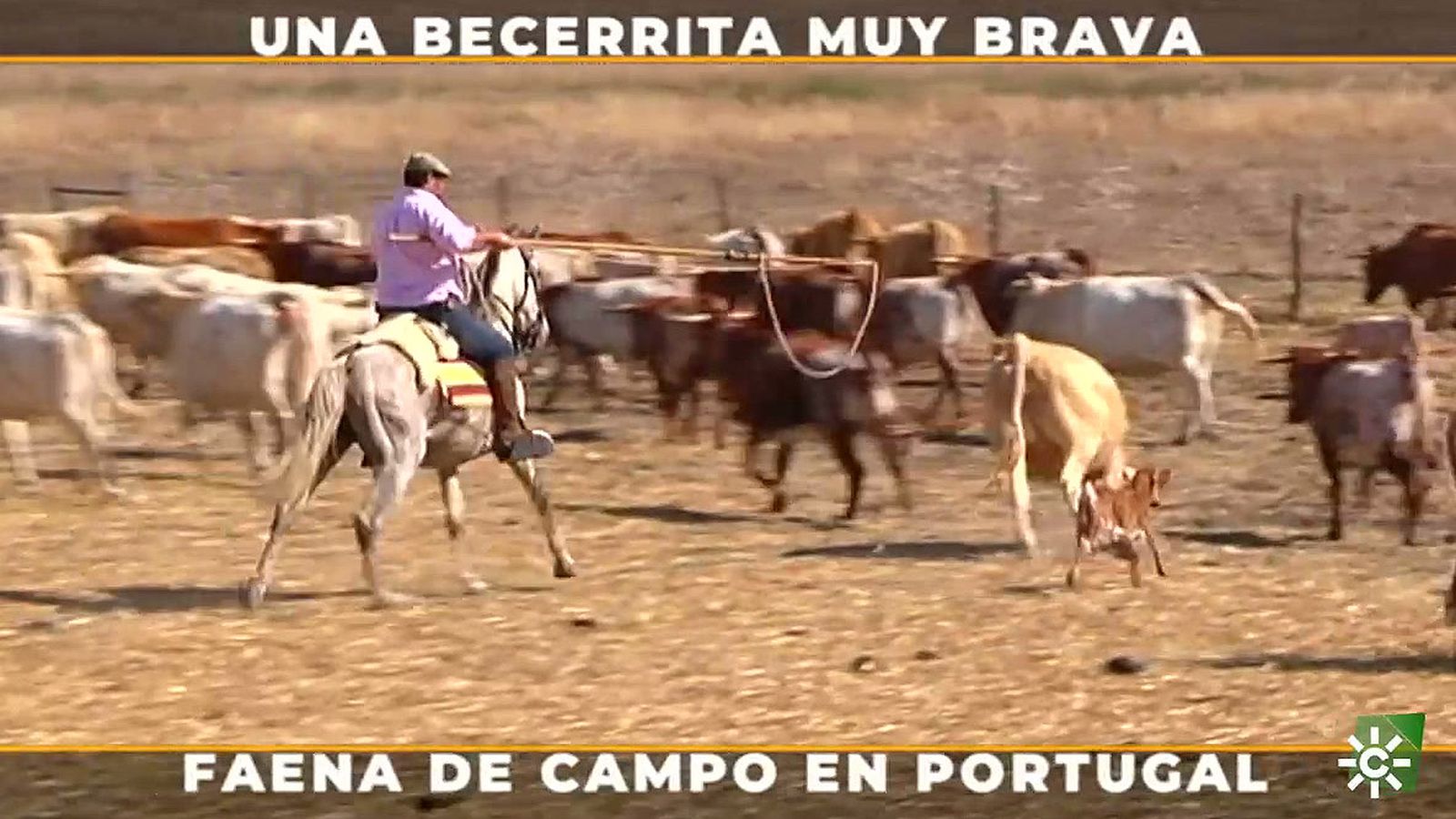 El arte de capturar al becerrito con lazo para ponerle el crotal