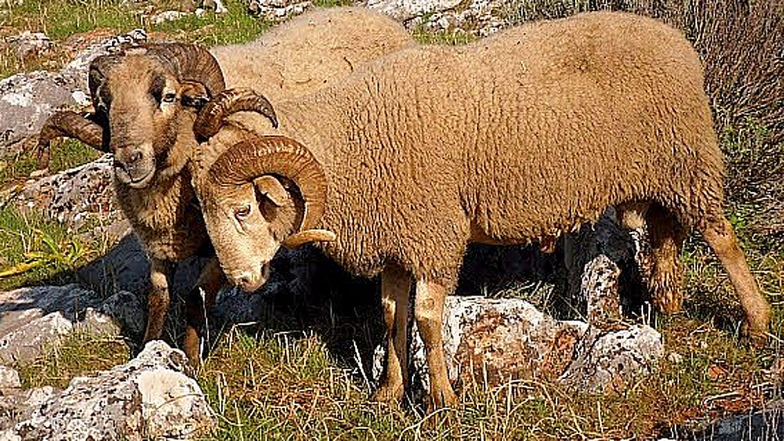 COMUNICACIÓN TIERRA Y MAR OVEJA LOJEÑA
