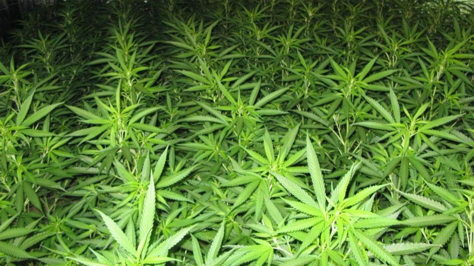 marihuana