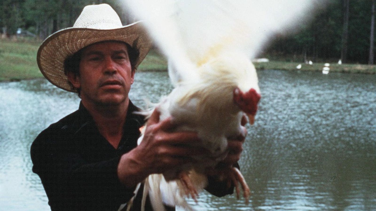 Cine, Gallos de pelea, 16 junio