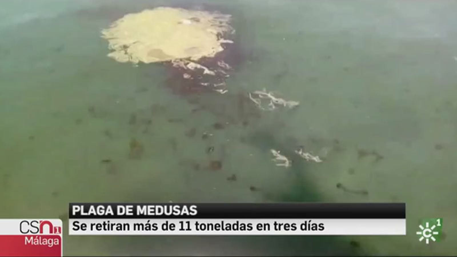 medusas