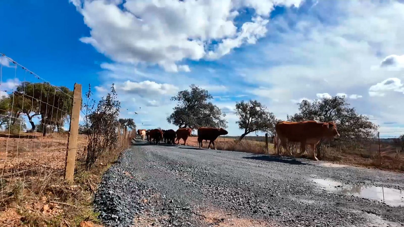 No 'poner puertas' a los caminos del ganado