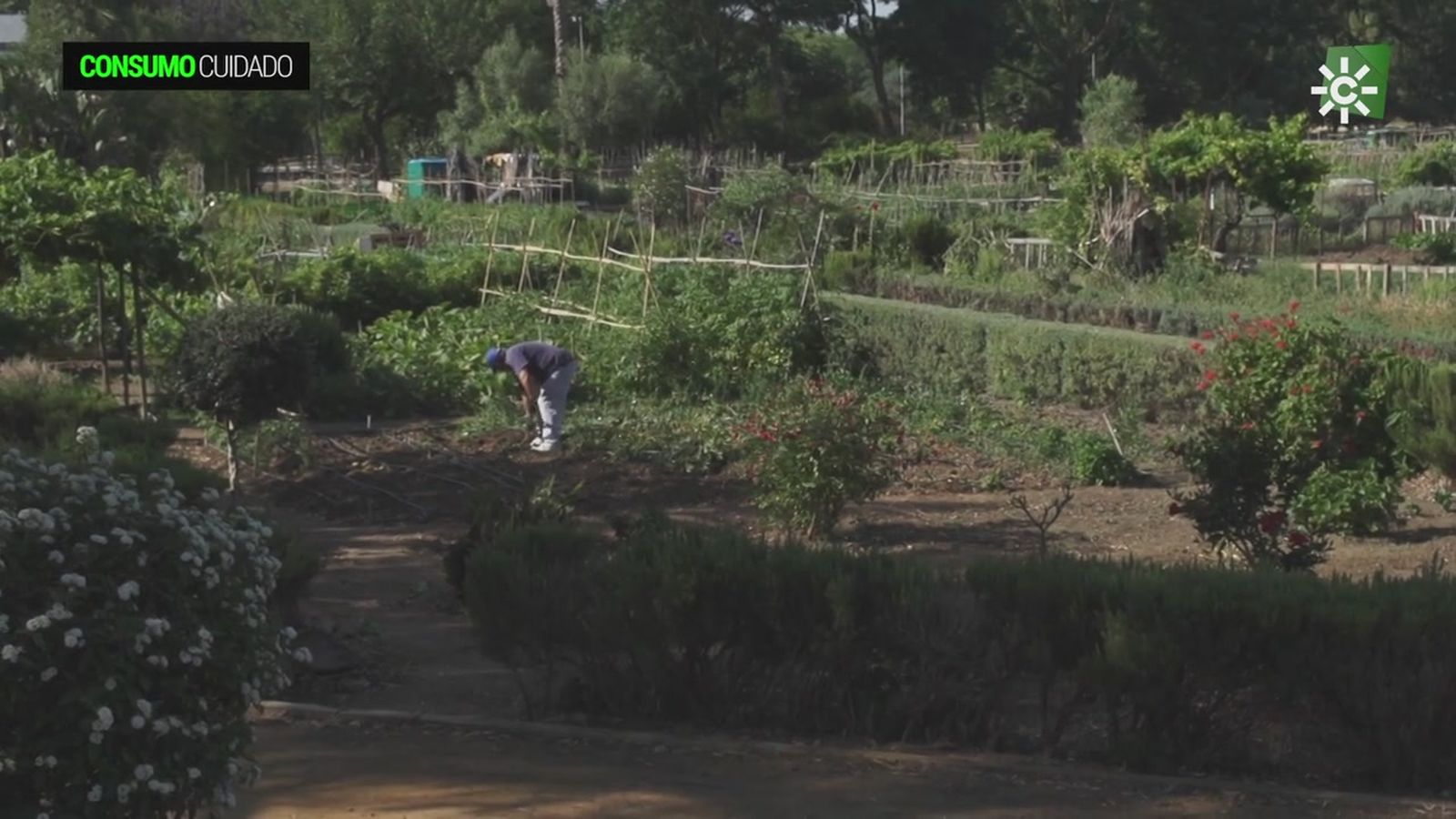 Huertos urbanos, un plan estival para niños y adultos