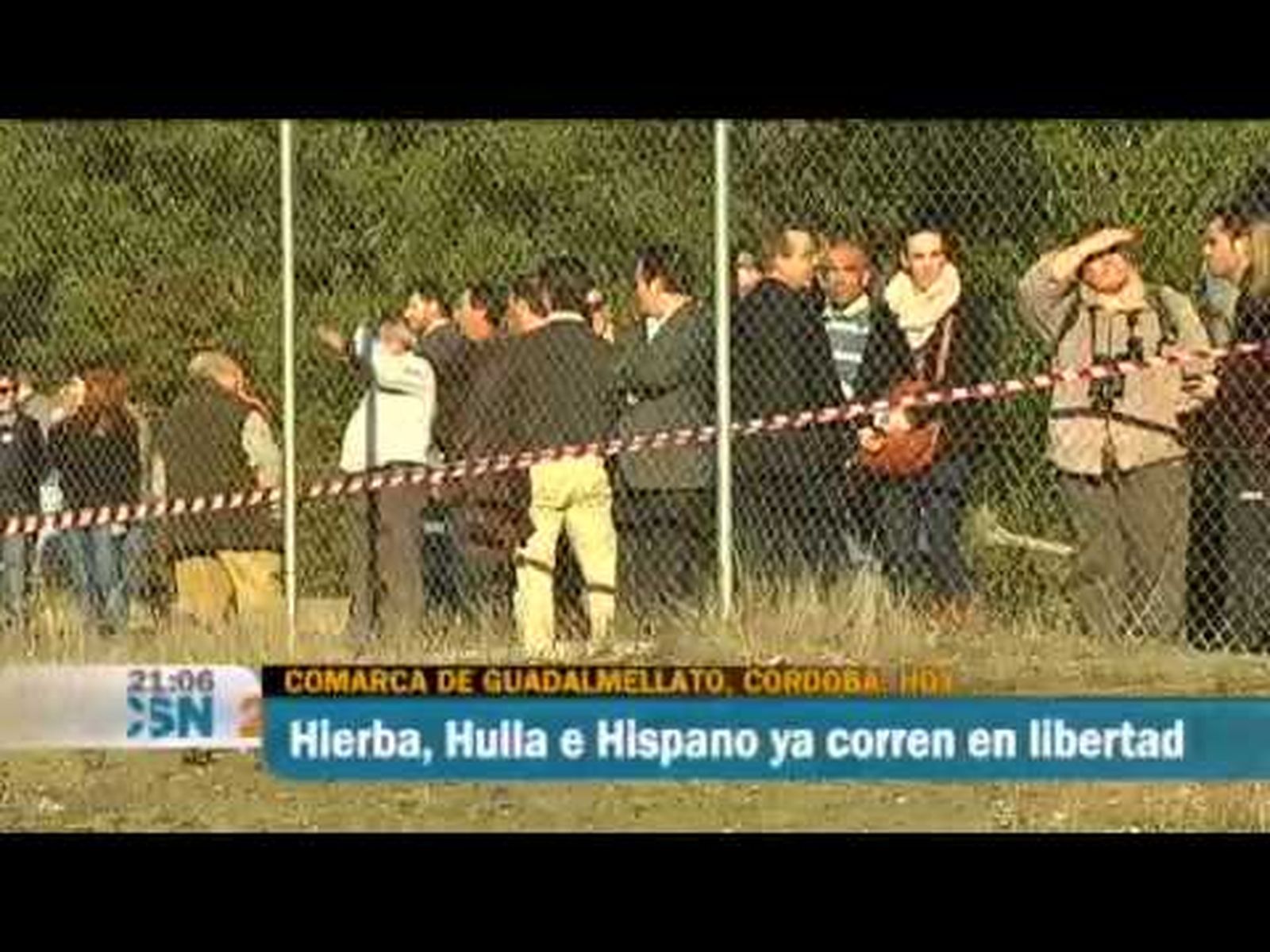Linces liberados en Córdoba (2012)