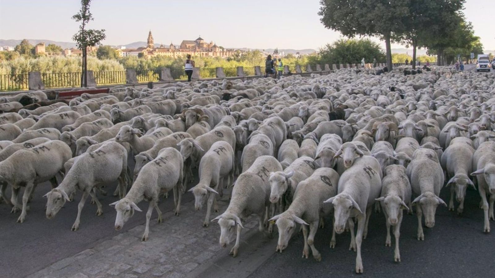 La tarde trashumancia ovejas