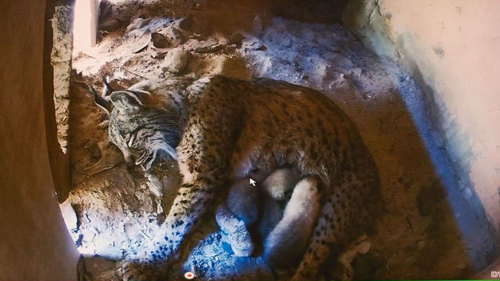 Andalucía directo crías lince