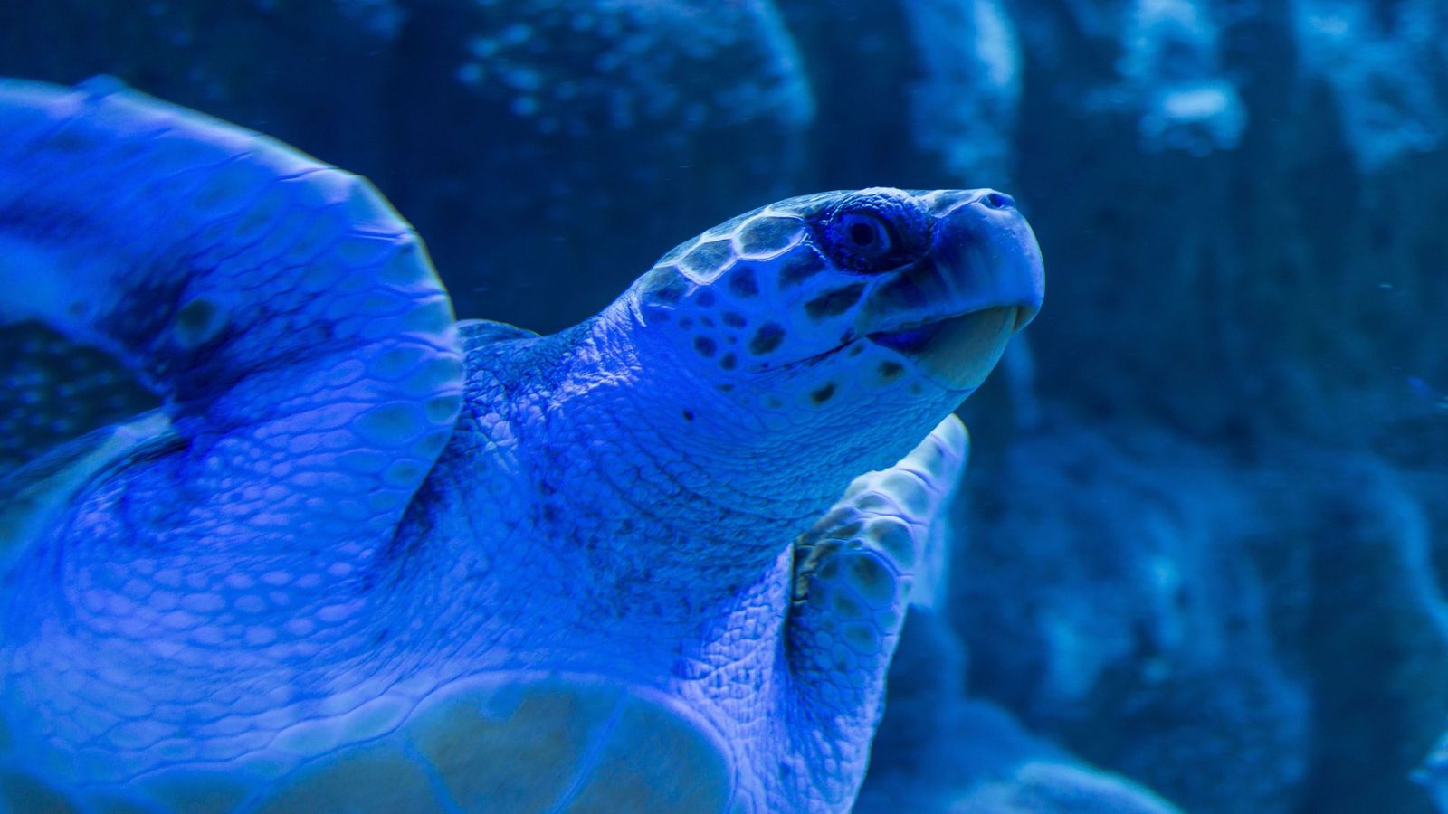 Acuario de Sevilla La Banda