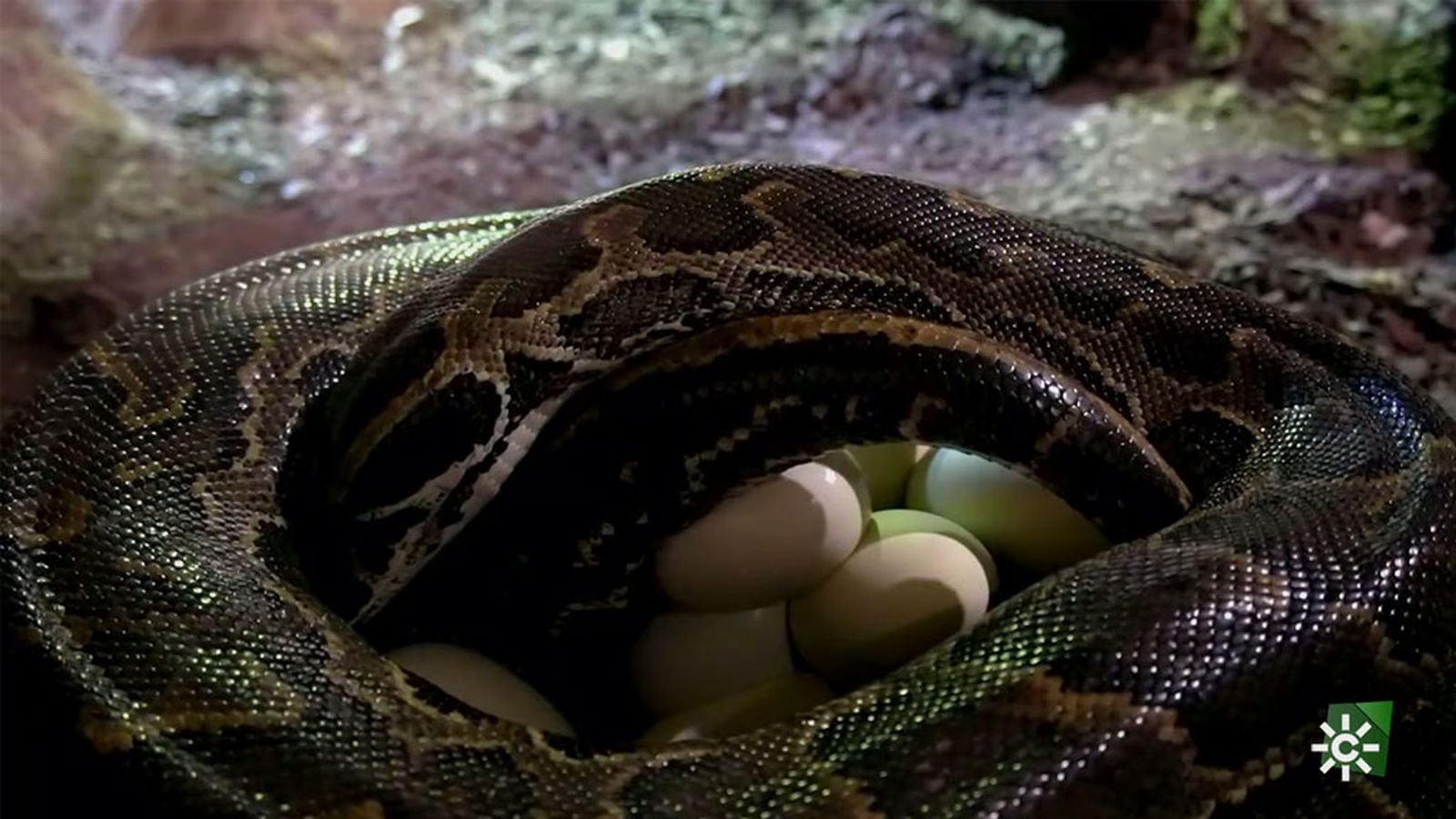 La difícil tarea de quitarle los huevos a una pitón para llevarlos a incubar