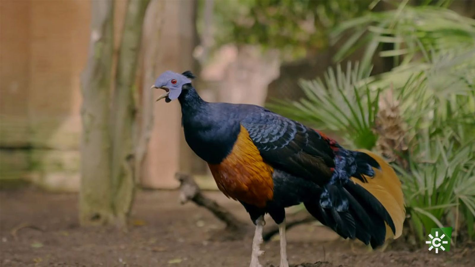 Gallino, el feroz faisán de Borneo que le tiene manía a sus cuidadores