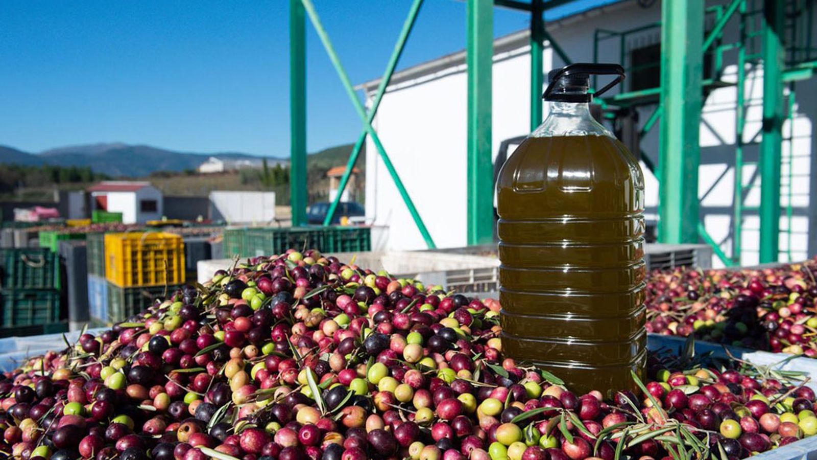 Aceite de oliva aceituna