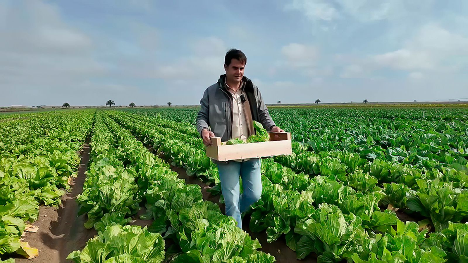 Verduras de Oriente cultivadas en campos andaluces