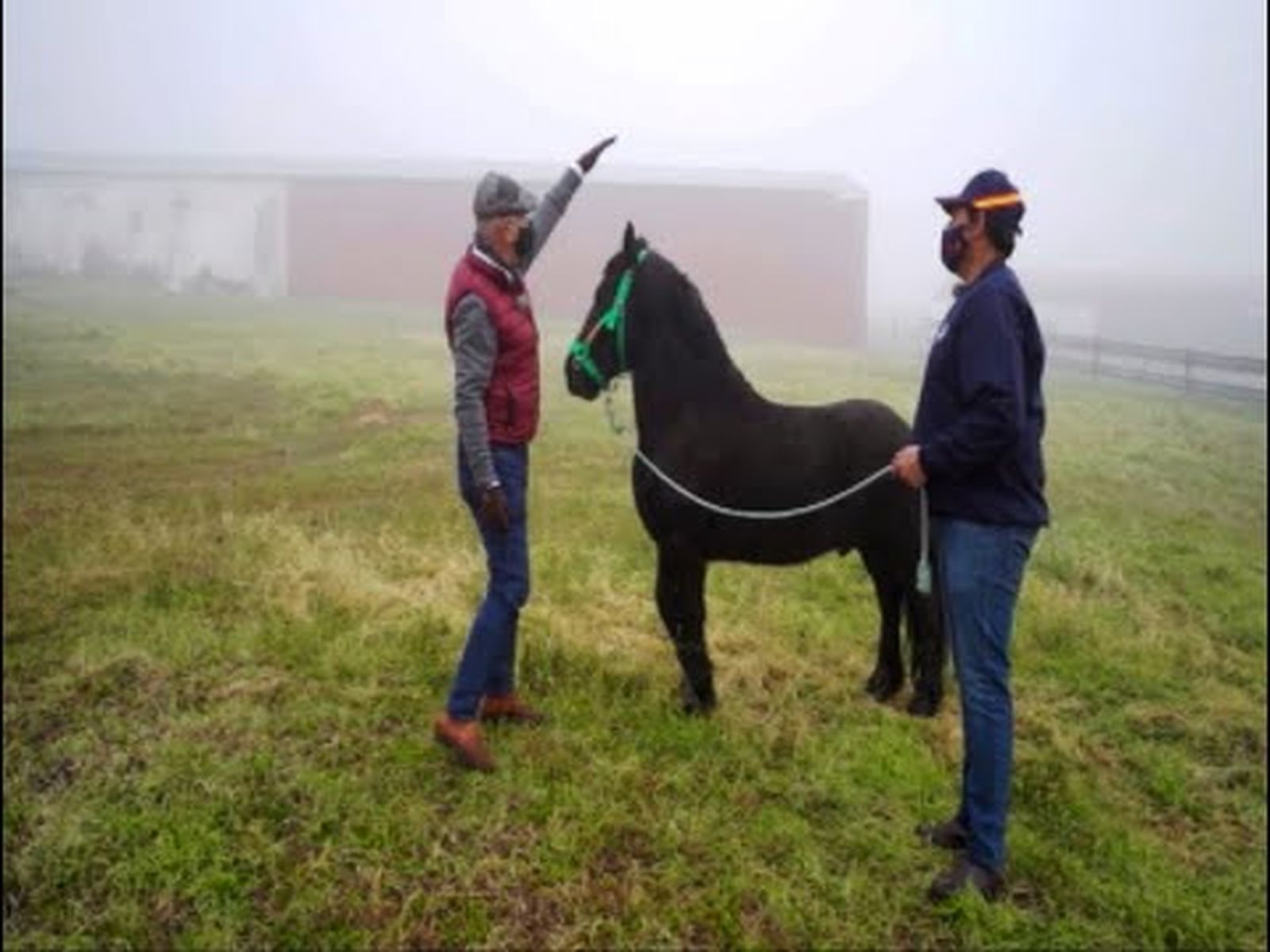 Caballo frisón enano cordobés: ejemplar único en España de la yeguada Rube | Todo Caballo