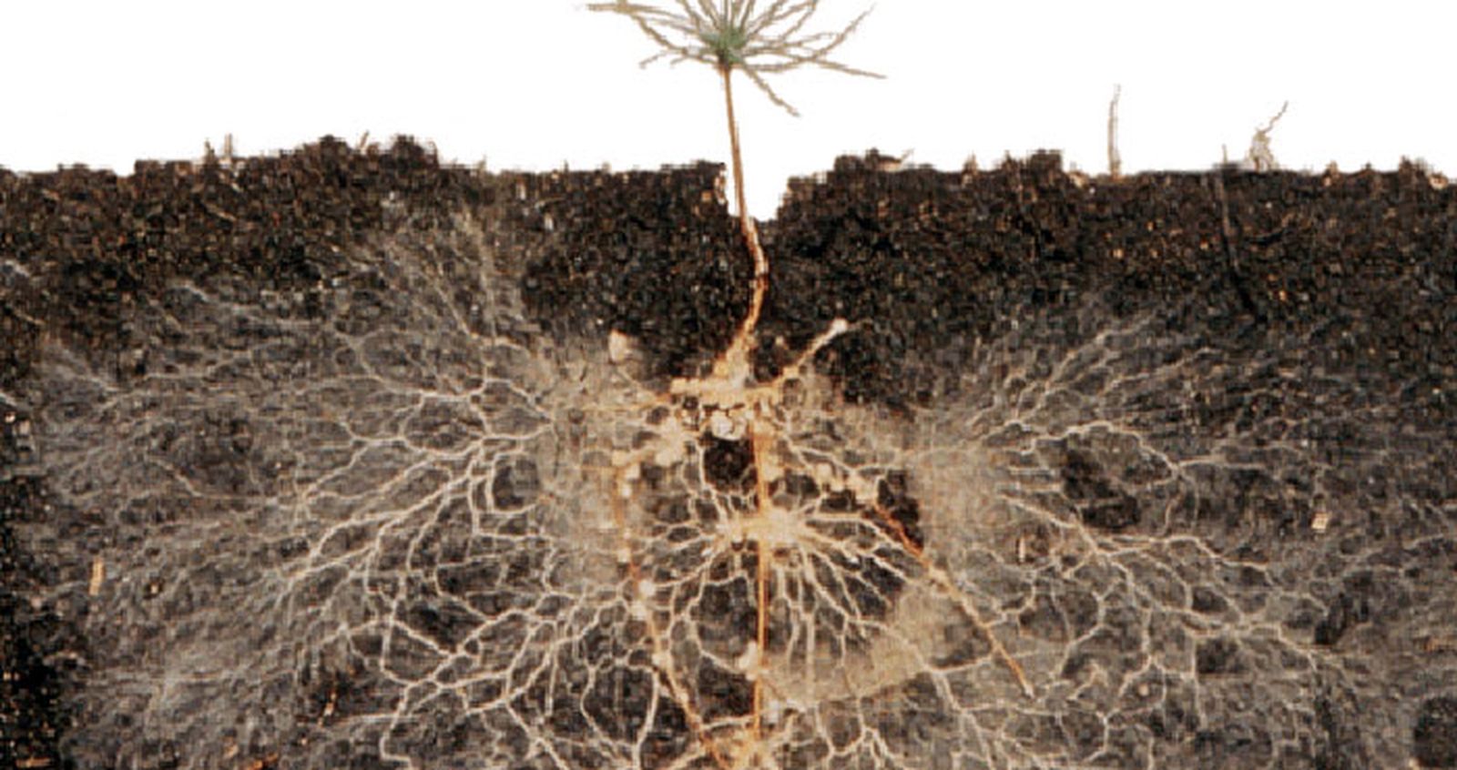 conciencia 700x370