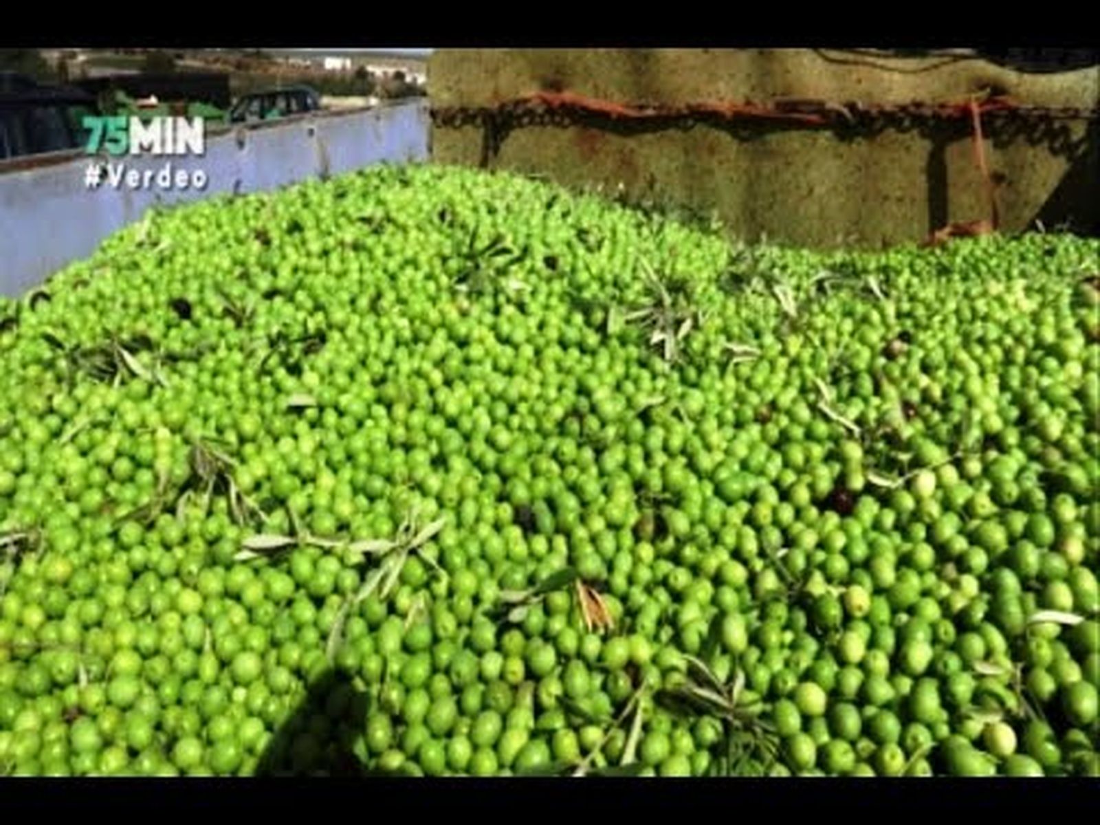 Aceituna de mesa de verdeo en la Puebla de Cazalla (Sevilla)