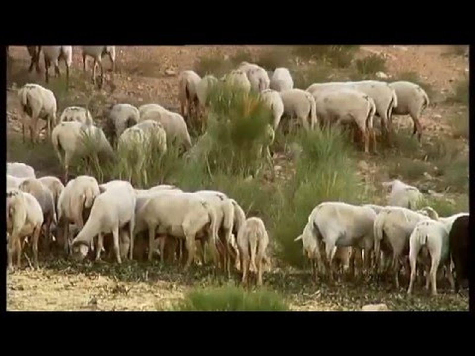 Pastor con ovejas en Quesada (Jaén)