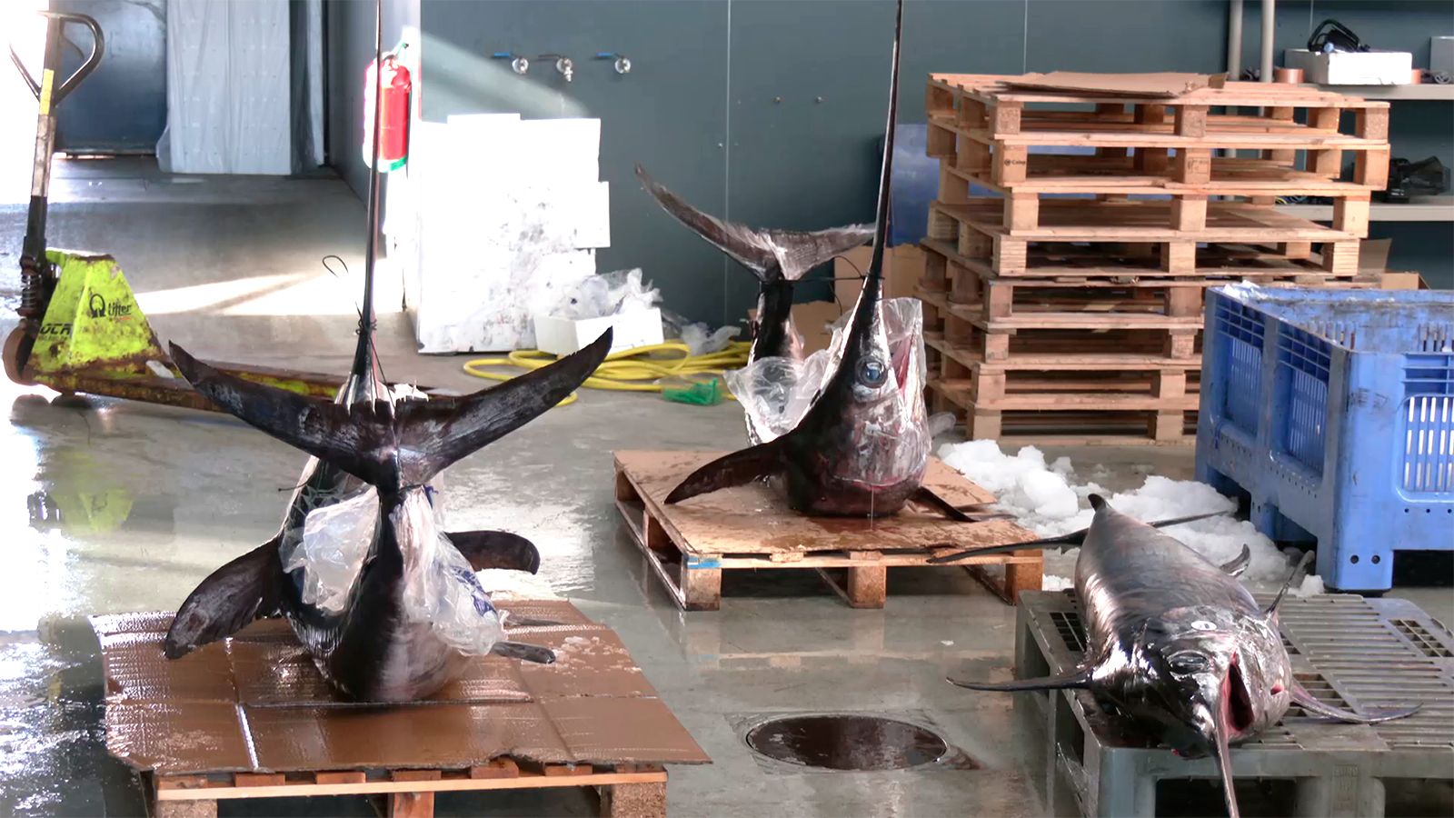 Roquetas de Mar, referente en la pesca del pez espada en Andalucía
