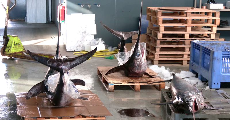 Roquetas de Mar, referente en la pesca del pez espada en Andalucía