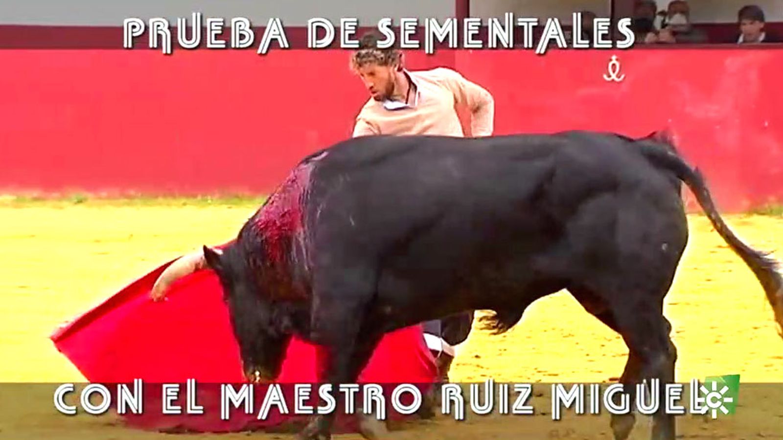 Toros para todos 16/01/22