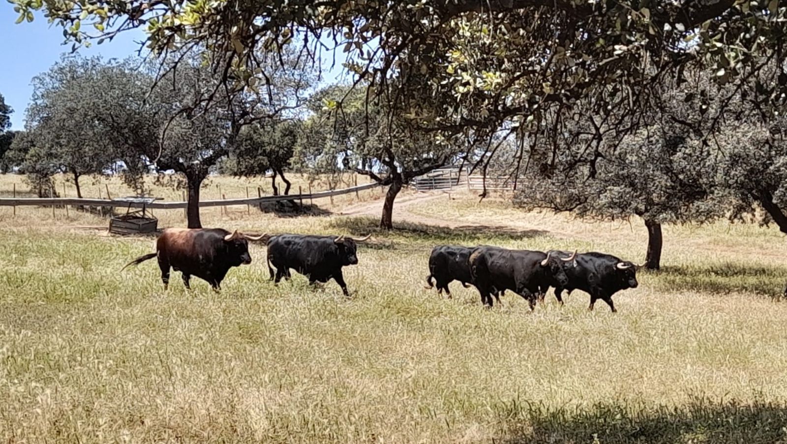 Toros para todos 26/06/22