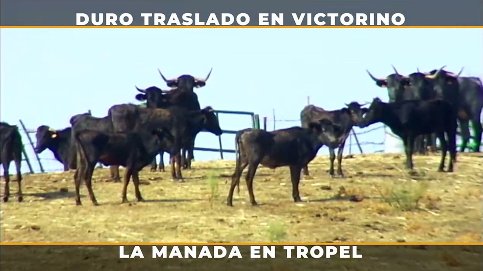 El traslado épico de un centenar de eralas de Victorino Martín en el campo