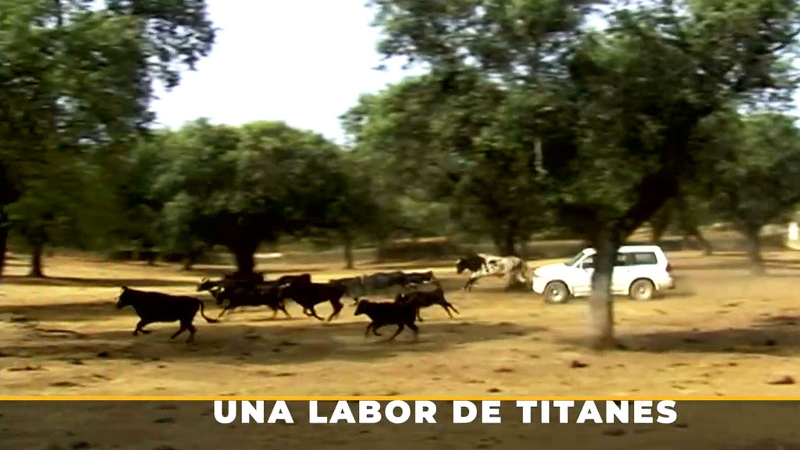 Las querencias del toro en el campo son todo un desafío para trabajar con el ganado