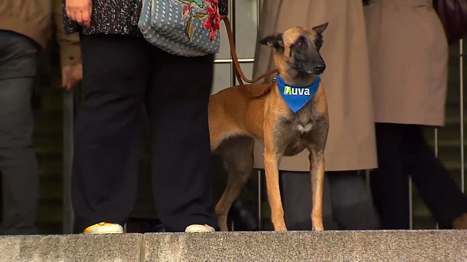 Proyecto AUVA: perros adiestrados para tranquilizar a víctimas de violencia machista en procesos judiciales