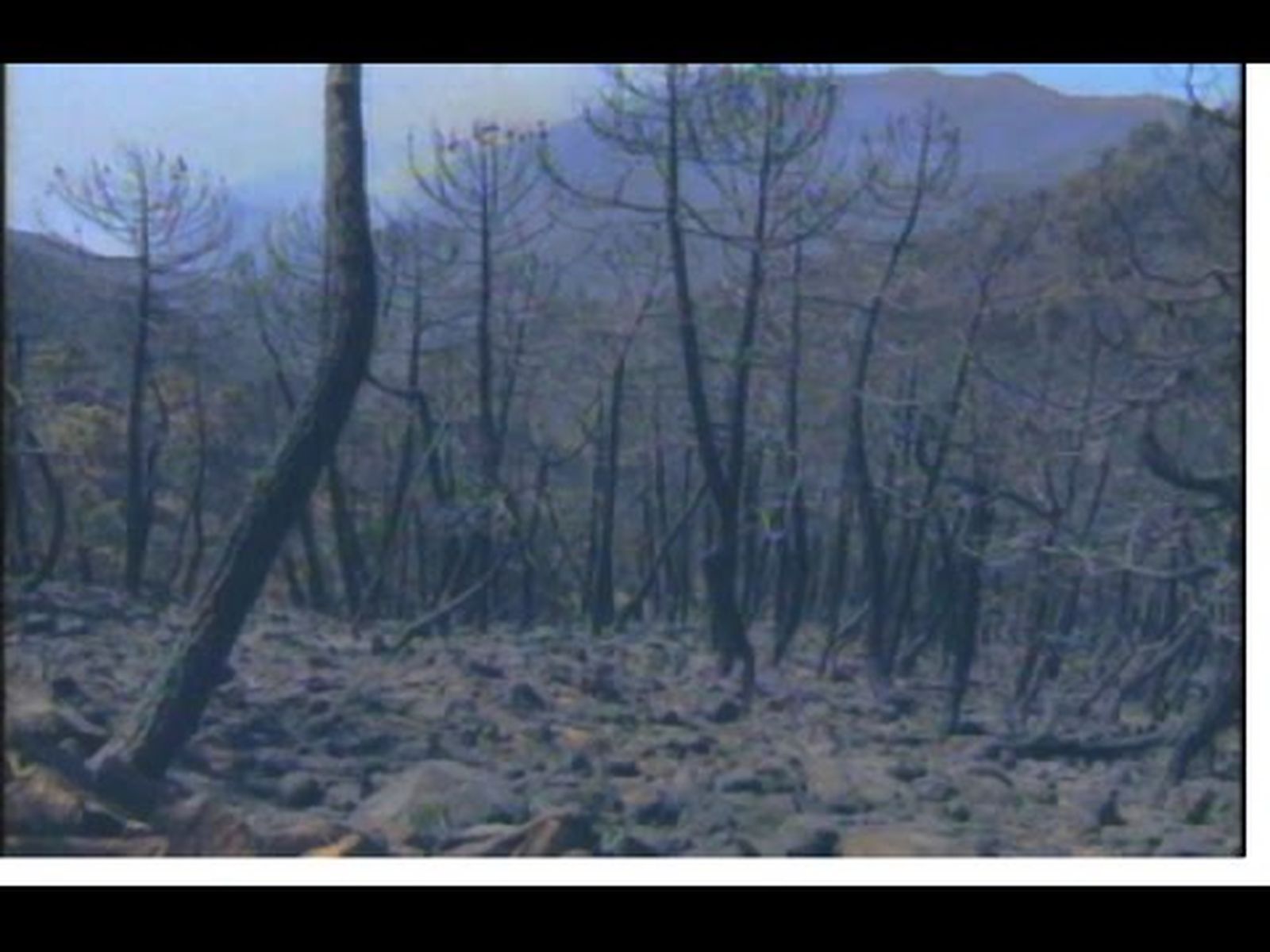 La Sierra de las Nieves, zona catastrófica