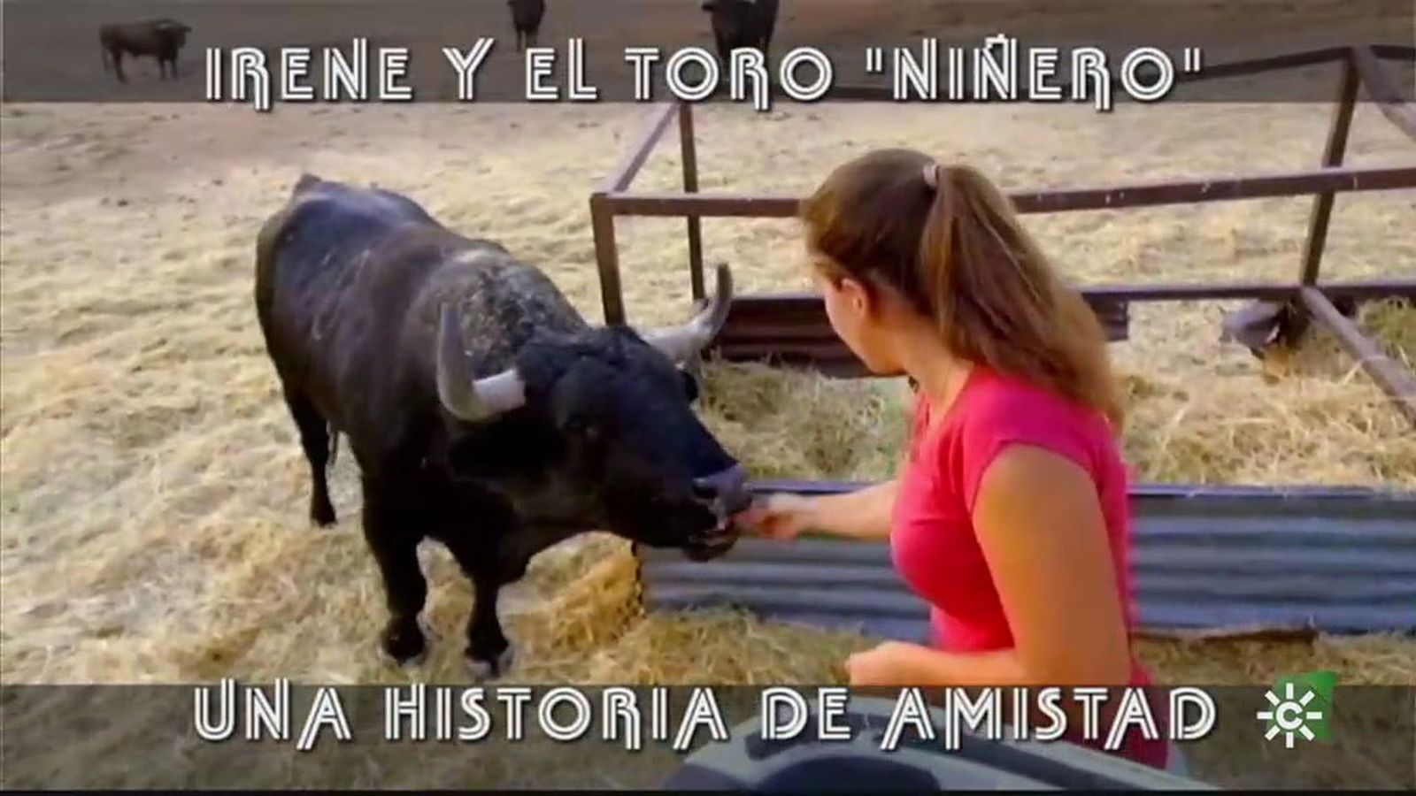 Una historia de amistad entrañable entre Irene y el toro Niñero