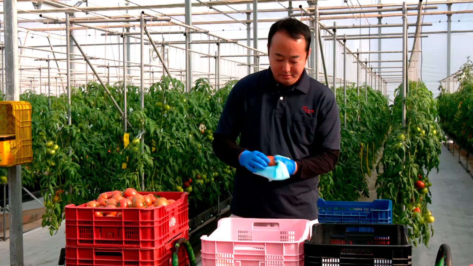 El tomate de Japón que solo se cultiva en un pueblo de Granada