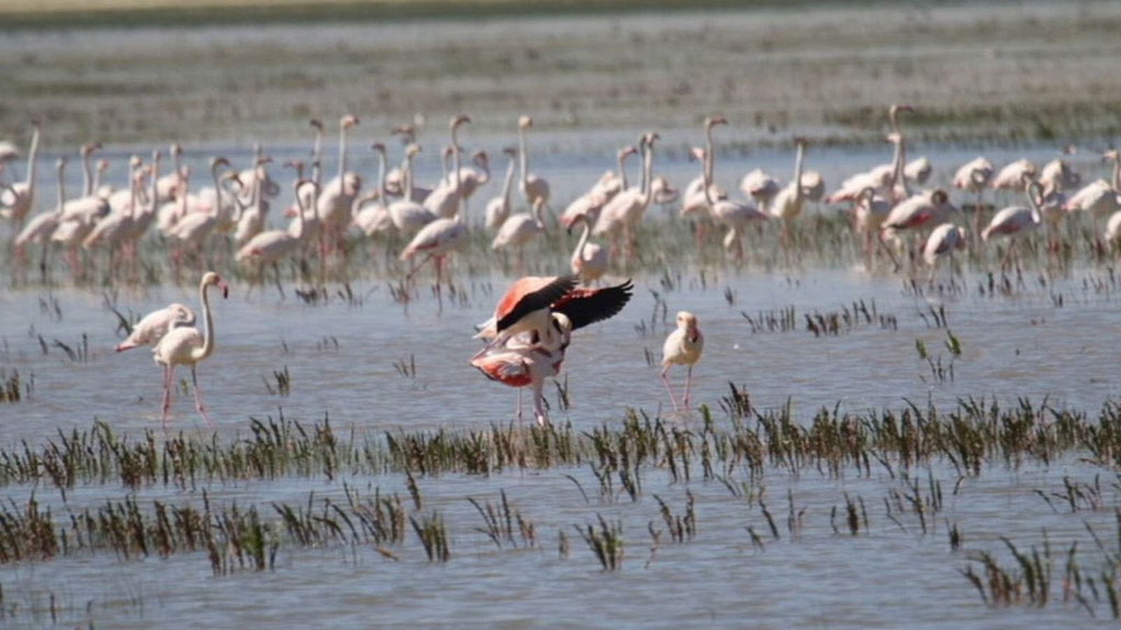 tapa_Doñana