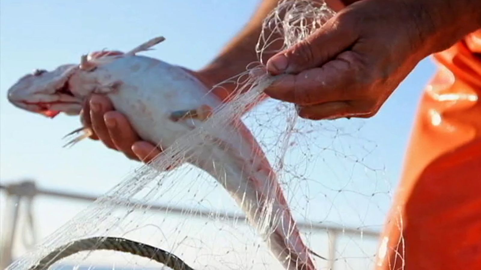 Descarte pesca 1024