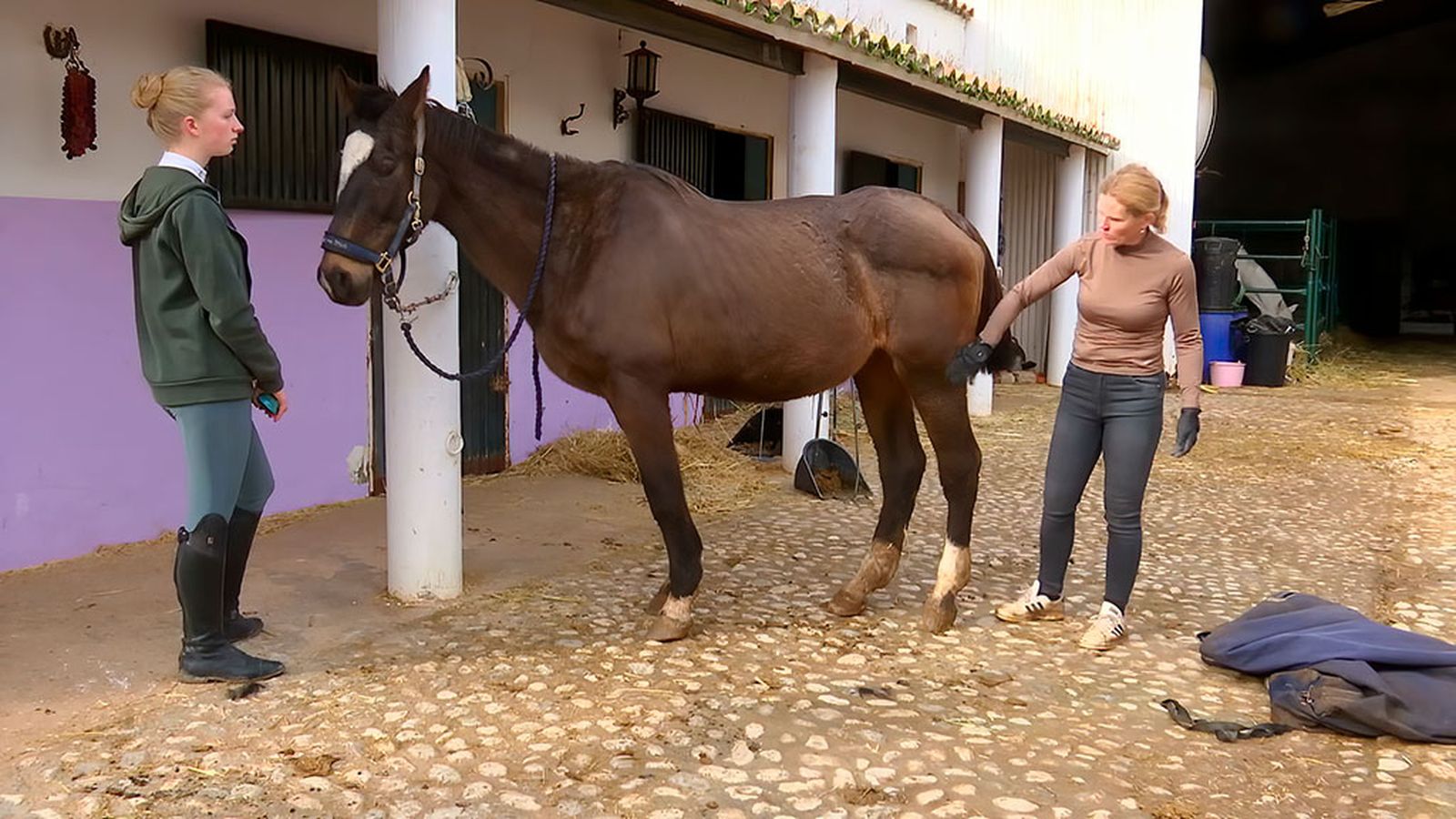 Una segunda vida para los caballos