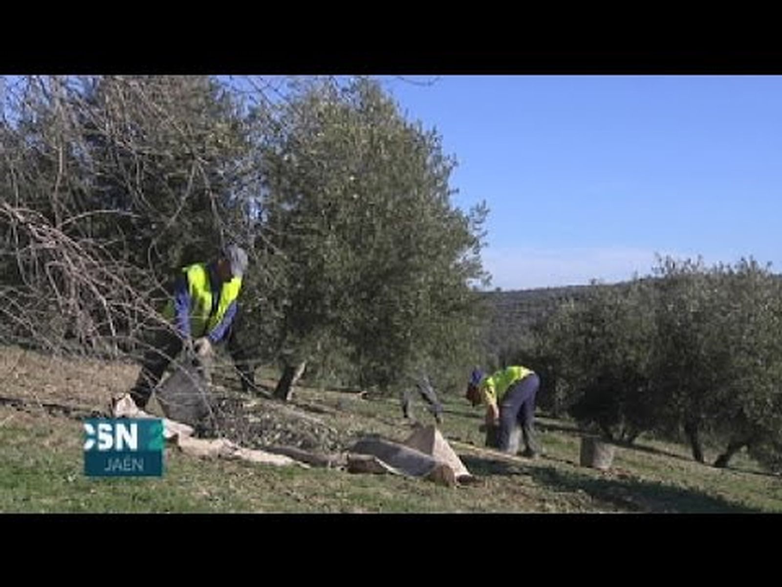Aceite de oliva en Andalucía: cosecha record de aceite