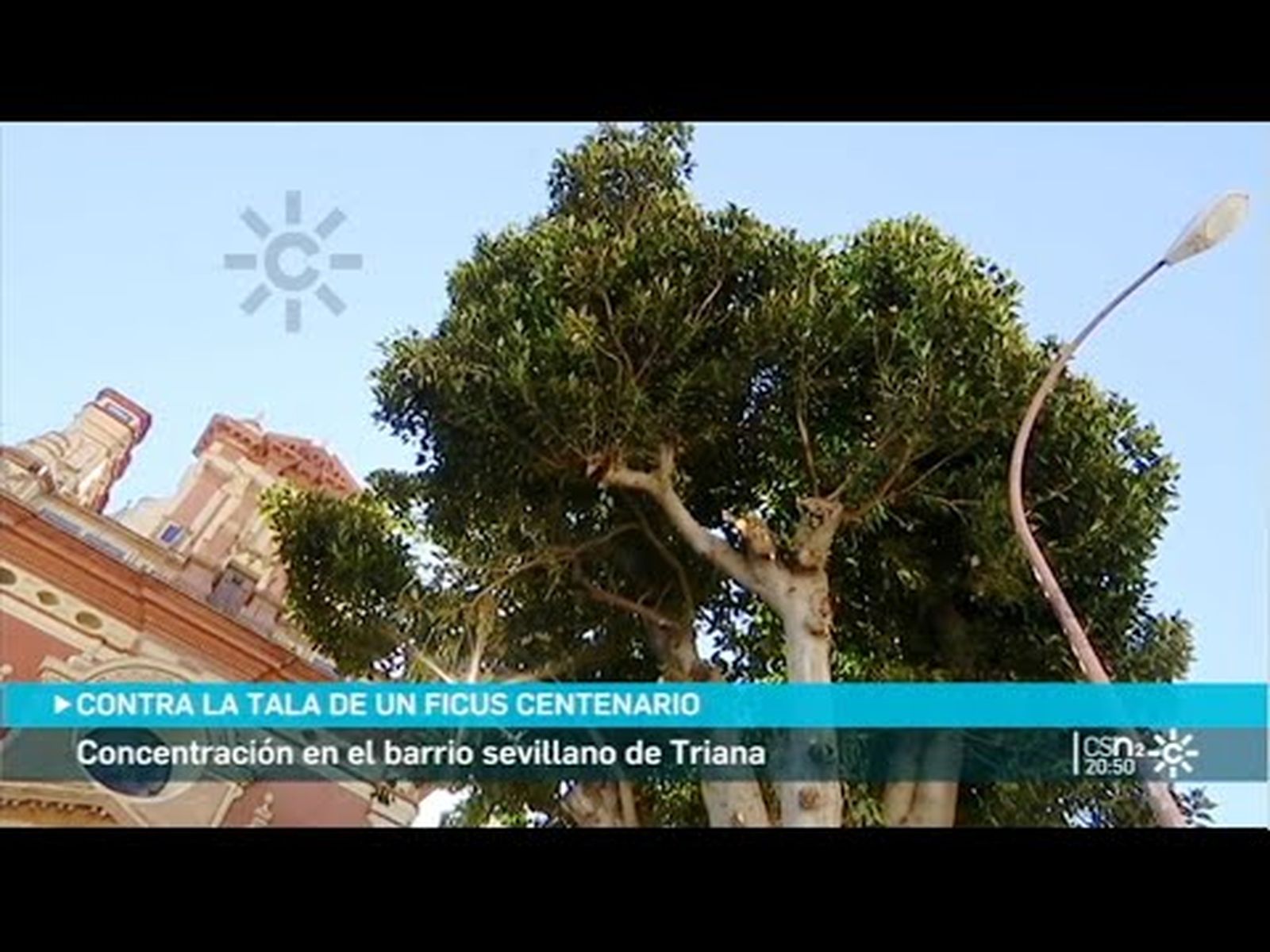 Polémica tala del ficus centenario de la iglesia de San Jacinto en Triana (Sevilla)