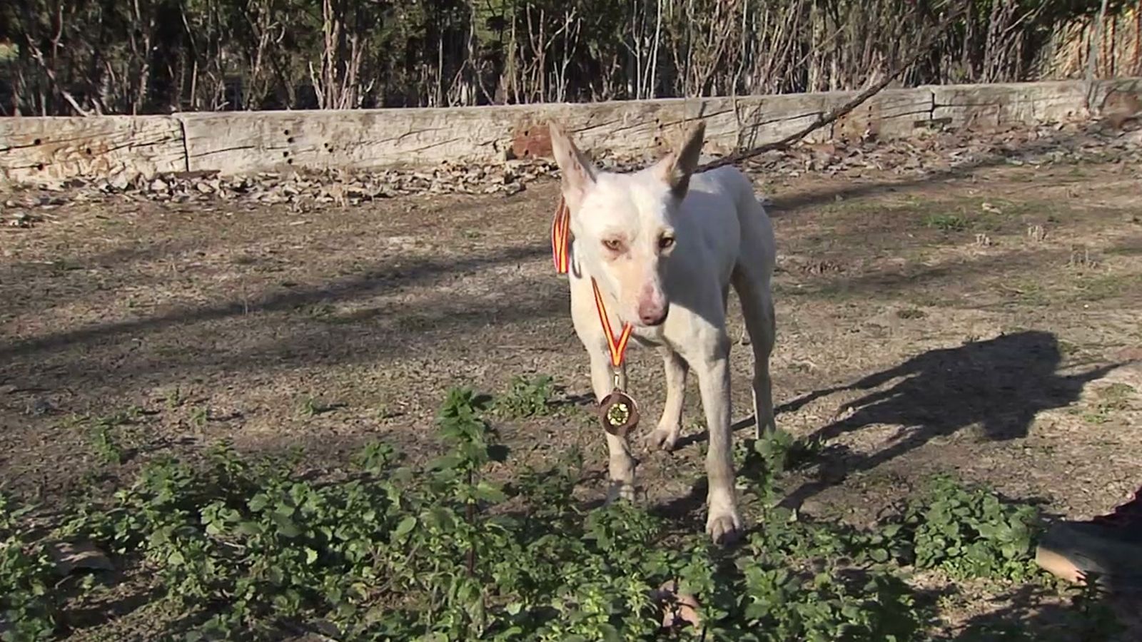 Los campeones de España de trabajo de podenco andaluz, maneto y podenco orito