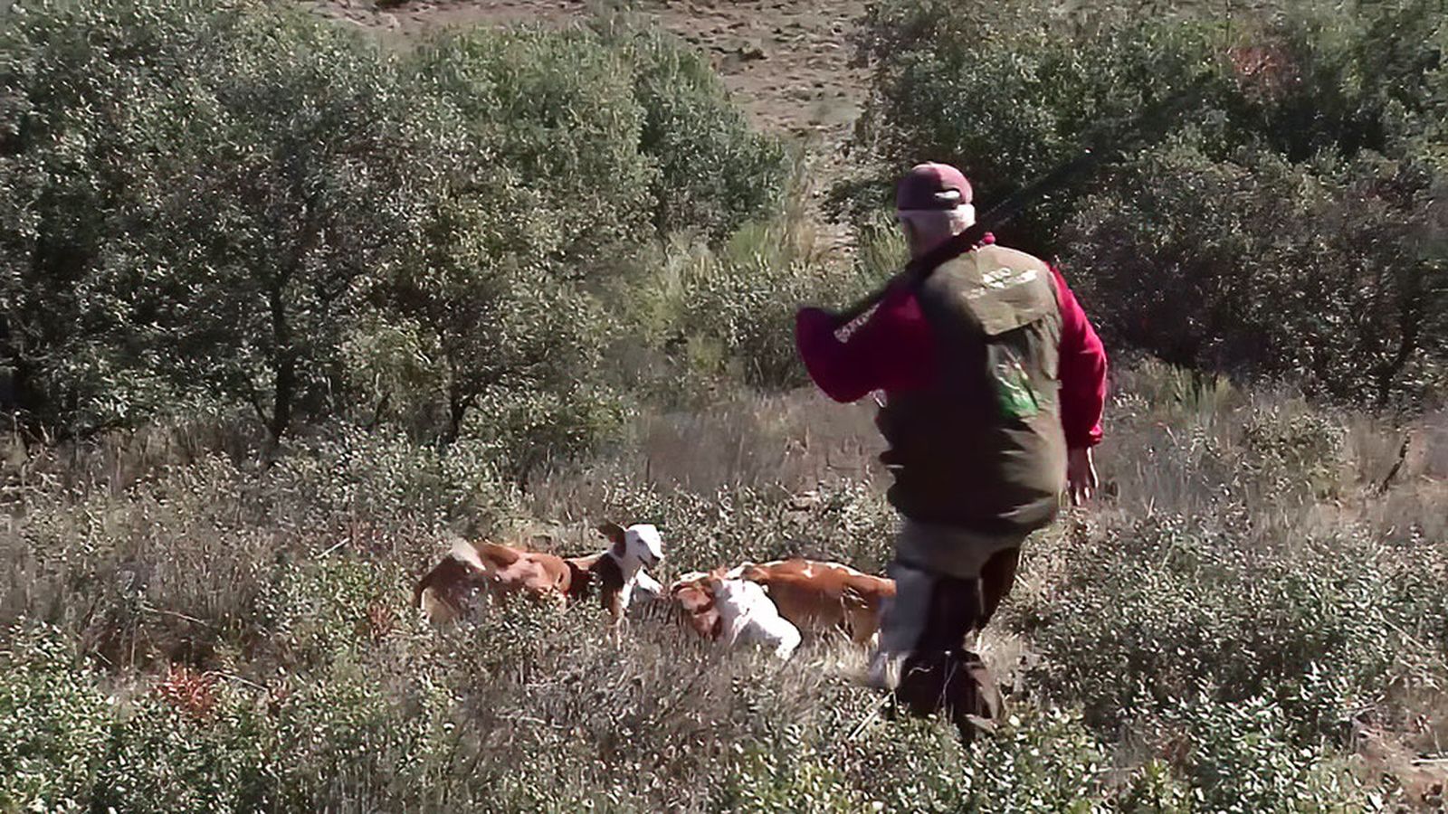 Los podencos andaluces, los mejores aliados en la caza del conejo