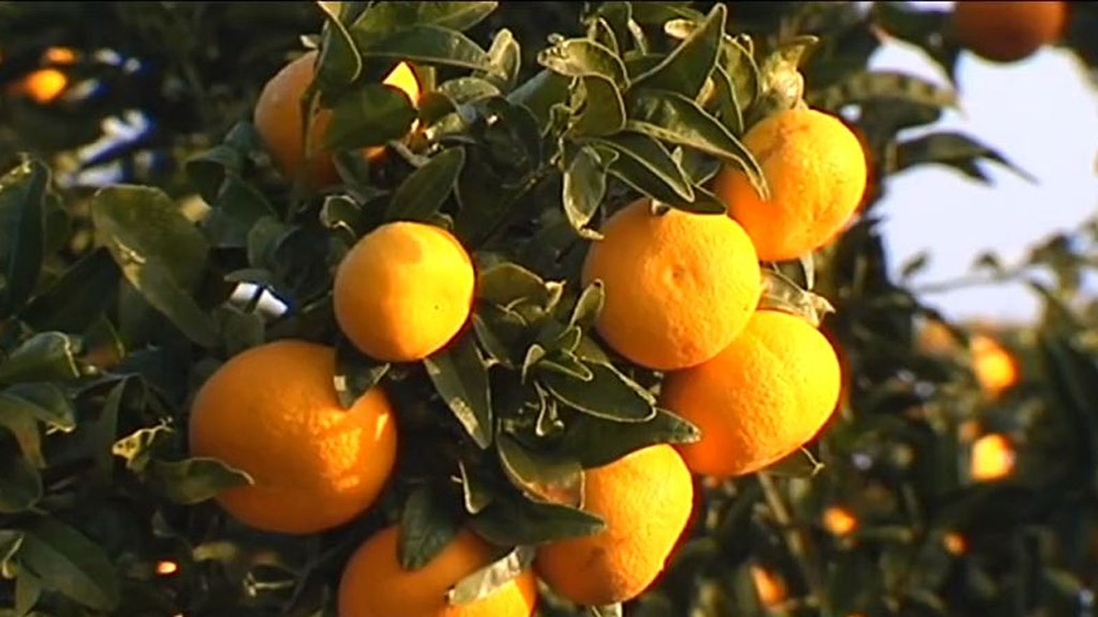 mandarinas