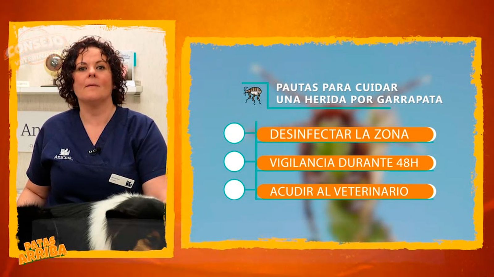 La garrapata, pequeña pero muy peligrosa para nuestras mascotas