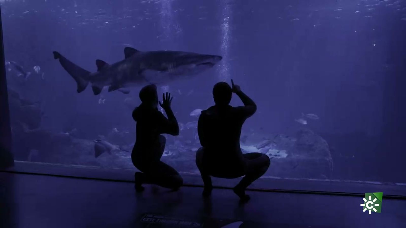 Dar de comer a los tiburones dispara la adrenalina